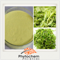 Hot Sale Matcha Green Tea Extract/Camellia Sinensis O. Ktze. Extract/30%~98% Polyphenols 10%~98% EGC