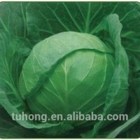 Chinese Hybrid Cabbage Seeds For Planting