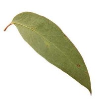 Eucalyptus Oil / Flavor Oil / Plant Oil