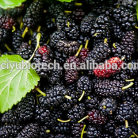 Natural Mulberry Fruit Extract  Mulberry Fruit Powder