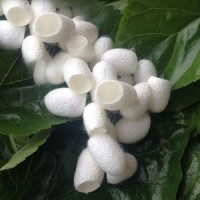 100% Natural Factory Wholesale Natural Double Silk Cocoon /silk Cocoon
