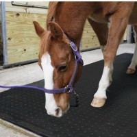 Fashion Rubber Dome Mat for Horse Using 10mm/15mm/20mm