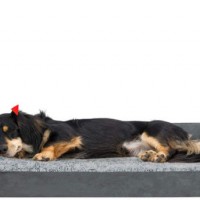 Manufacture Waterproof Anti-Slip Warm Soft Polar Fleece Pet Dog Bed Memory Foam Sleeping Bed for Dog