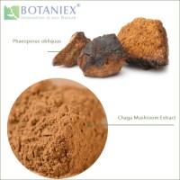 HACCP Certificated Natural Chaga Mushroom Extract Powder  a Chaga Mushroom Inonotus Obliquus  M