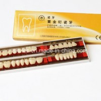 High Purity Golden Pin Porcelain Teeth Synthetic Teeth From Shangchi