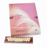 Shangchi White Porcelain Teeth Famous Synthetic Teeth Factory