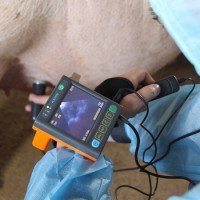 Veterinarian Equipment Ultrasonic Diagnostic Instrument Swine Goat Cow Horse Dog