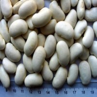White Kidney Bean of China Origin