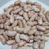 New Crop Light Speckled Kidney Beans (long shape)