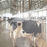 Intelligent Cow Spray Cooling and Ventilation System for Cattle