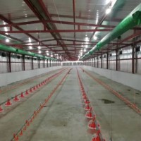 Poultry Equipments Auto Feeding and Drinking System for Breeder