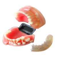 Educational Training Life Size PVC Alternation of Deciduous Teeth and Permanent Teeth Model