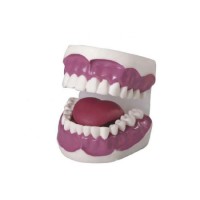 Educational Training Dental Tooth Model PVC Teeth Anatomy Model