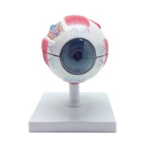 3D Medical Science Education Colored Six Times Enlarged Eye Anatomy Model