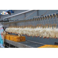 Customized Chicken Slaughter Equipment for Poultry Farm Butcher 2000bph Machine