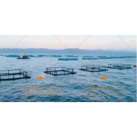 Square Fishing Farm Cage Floating Catfish Culture Commercial PE Net Cage in Group