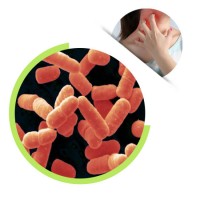 Food Grade Customized Lactobacillus Probiotics Premix Powder