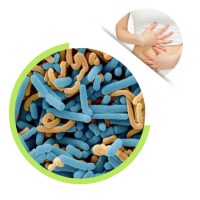 Lactobacillus Paracasei Powder Probiotics Powder for Gut Health