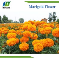 Herbal Marigold Flower Extract Lutein 5%