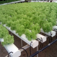 Drip Tape  Drip Irrigation System  Sprinkler Irrigation System  Hydroponic System Lettuce for Green