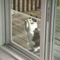 Heavy-Duty Dog Screen Window and Door Protect Pets Bug Resistant