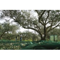 90GSM Green Plastic HDPE Olive Harvest Netting for Sale