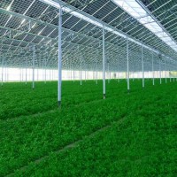Galvanized Steel Strip Solar Photovoltaic Greenhouse Used for Agricultural Plants