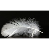 Factory Price 2-4cm Washed Duck Feather for Sale