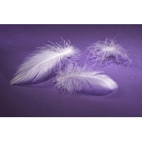 RDS China Factory/Manufacturer 4-6cm Washed White Duck Feather