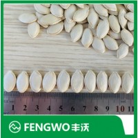 Xinjiang White Big Size Pumpkin Seeds Shine Skin