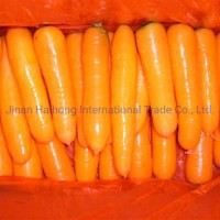 2019 New Crop Chinese Fresh Carrot with Competitive Price