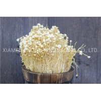 Dried Golden Mushroom with Vacuum Package