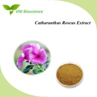 ISO Certified Vincristine/Catharanthus Roseus Extract/Madagascar Periwinkle Herb Extract