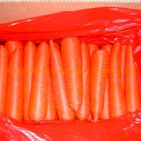 Shandong New Crop Fresh Carrot