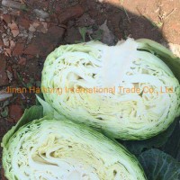 Fresh White/Green/Beijing Cabbage