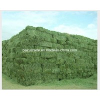 Horse Sheep Grass Feed for Horse