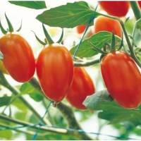 Hot Tolerant Vegetables Plant Seeds Tomato Seeds Hybrid for Agriculture