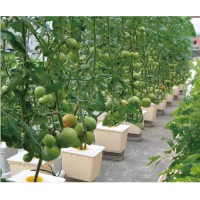 PP 11L Tomato Dutch Bucket for Garden Hydroponics