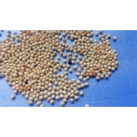 Bird Feed Yellow Broom Corn Millet for Bird Food From China Factory