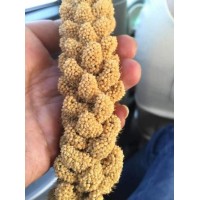 Bird Feed Yellow Millet for Bird Food From China Factory