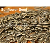 Export Quality Roasted Spiced Chinese Sunflower Seeds