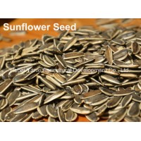 High-Quality Roasted Spiced Chinese Sunflower Seeds