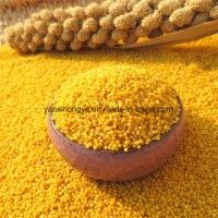 High Nourishing Stomach Glutinous Yellow Hulled Millet