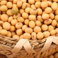 Soybeans China Yellow Soybeans High Protein Soybean 7.0-8.0mm