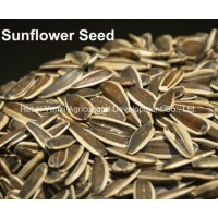 Chinese Big High Quality Salt Sunflower Seed (Long light time Product Quality Sunflower Seed)