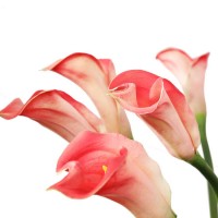 Manufacturer Supply Ornamental Fresh Cut Flower Calla Lily for Decoration