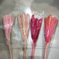 Real Fresh Flower Preserved Dried Flower Colorful Small Pampas