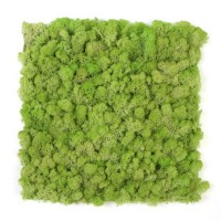 Wholesale Indoor All Season Orange Colorful Moss for Wall and Home Decoration