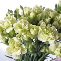 Hot Wholesale Ornamental Fresh Cut Flower Spray Carnation Green for Decoration