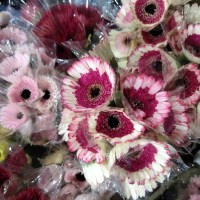 2019 Best Selling Flower Ornamental Fresh Cut Leaves Fresh Cut Flower Colorful Gerbera for Decoratio